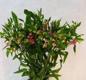 ALSTROEMERIA NOA cerise 85